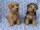 2 chiots femelles Lakeland Terrier LOF à vendre