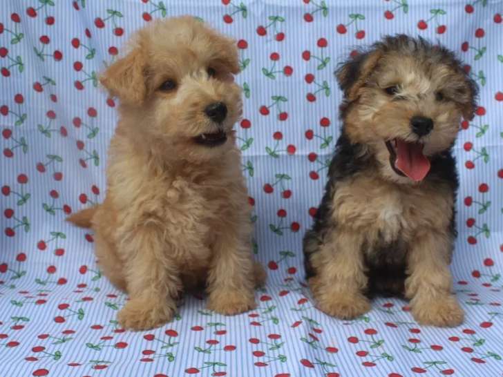 2 chiots femelles Lakeland Terrier LOF à vendre