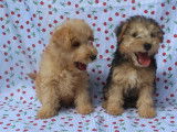 2 chiots femelles Lakeland Terrier LOF à vendre
