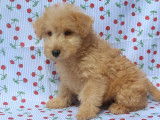 2 chiots femelles Lakeland Terrier LOF à vendre