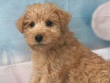 2 chiots femelles Lakeland Terrier LOF à vendre