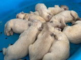 10 chiots Golden Retriever LOF à réserver