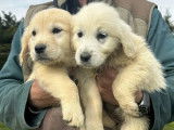 10 chiots Golden Retriever LOF à réserver