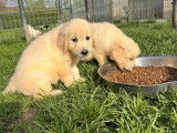 10 chiots Golden Retriever LOF à réserver