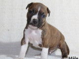 À réserver, 6 chiots American Staffordshire Terrier LOF