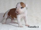 À réserver, 6 chiots American Staffordshire Terrier LOF