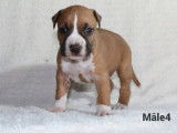 À réserver, 6 chiots American Staffordshire Terrier LOF