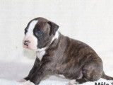 À réserver, 6 chiots American Staffordshire Terrier LOF