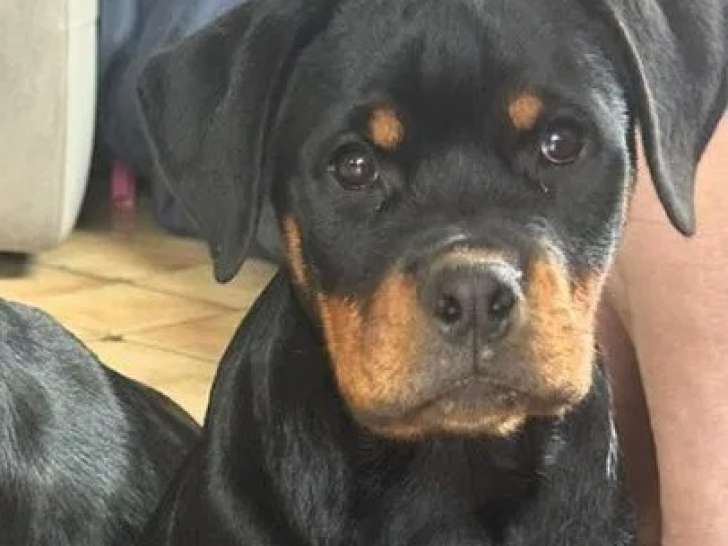 Chiot femelle Rottweiler bringée disponible à la vente (LOF)