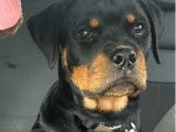 Chiot femelle Rottweiler bringée disponible à la vente (LOF)