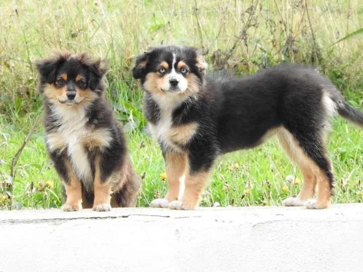 À réserver, 2 chiots femelles Bergers Américains Miniatures tricolores (LOF)