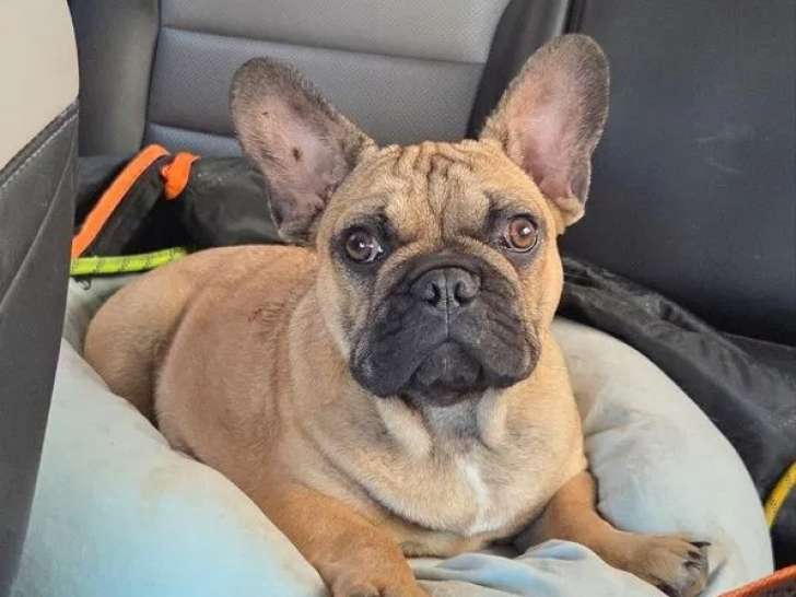 Chiot mâle Bouledogue Français LOF disponible à la vente