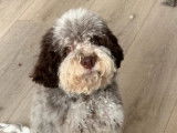 Chiot mâle Lagotto Romagnolo LOF à vendre