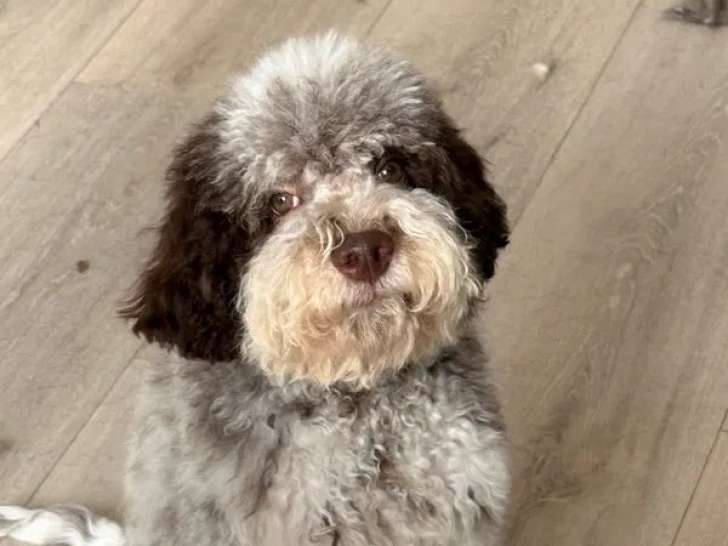 Chiot mâle Lagotto Romagnolo LOF à vendre