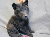 6 chiots Bergers Belges Groenendael à vendre (LOF)
