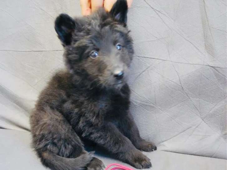 6 chiots Bergers Belges Groenendael à vendre (LOF)