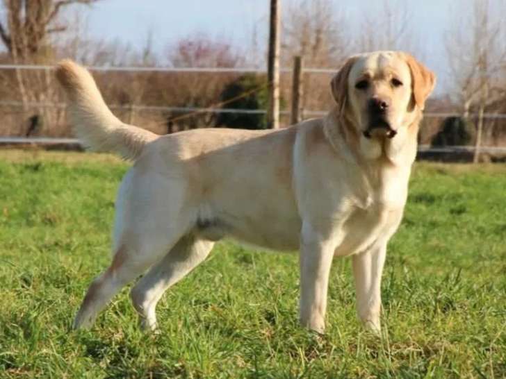 Chien mâle Labrador Retriever sable disponible pour saillie (LOF)