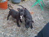 Un chiot Staffordshire Bull Terrier mâle noir disponible à l’achat (LOF)