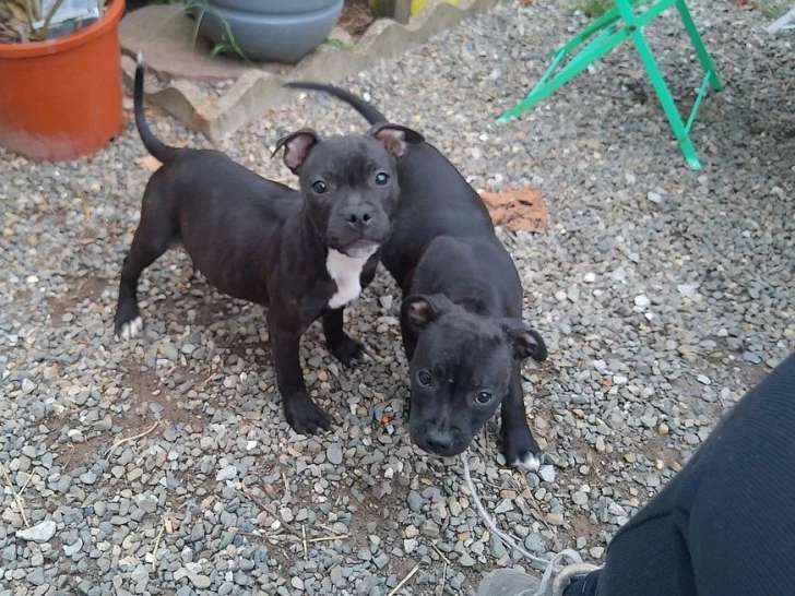 Un chiot Staffordshire Bull Terrier mâle noir disponible à l’achat (LOF)