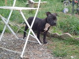 Un chiot Staffordshire Bull Terrier mâle noir disponible à l’achat (LOF)