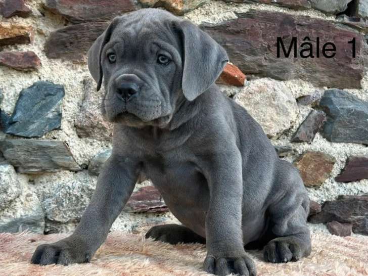 6 chiots mâles Cane Corso gris disponibles à la vente (LOF)