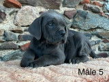 6 chiots mâles Cane Corso gris disponibles à la vente (LOF)
