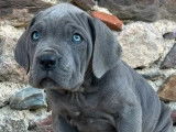 6 chiots mâles Cane Corso gris disponibles à la vente (LOF)