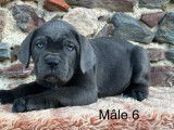6 chiots mâles Cane Corso gris disponibles à la vente (LOF)