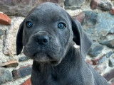 6 chiots mâles Cane Corso gris disponibles à la vente (LOF)