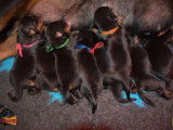 5 chiots Rottweilers à réserver (LOF)
