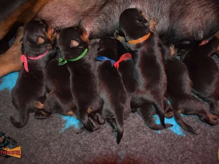 5 chiots Rottweilers à réserver (LOF)