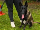 Chiot mâle Berger Belge Malinois disponible à la réservation (LOF)