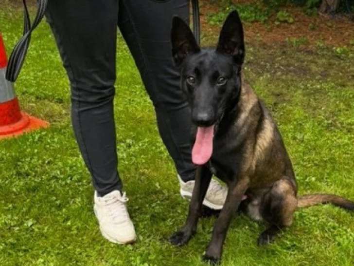 Chiot mâle Berger Belge Malinois disponible à la réservation (LOF)