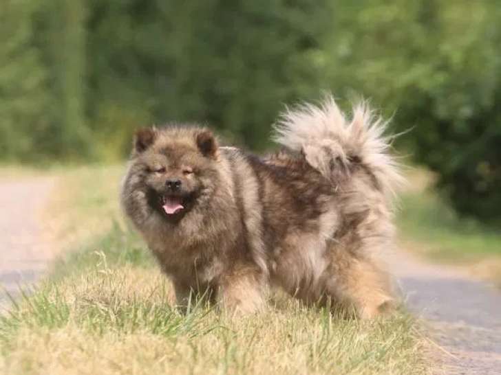Chien adulte femelle Eurasier LOF à vendre