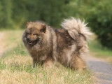 Chien adulte femelle Eurasier LOF à vendre