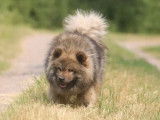 Chien adulte femelle Eurasier LOF à vendre
