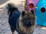 Chien adulte femelle Eurasier LOF à vendre