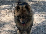 Chien adulte femelle Eurasier LOF à vendre