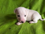 À réserver, 5 chiots Jack Russell Terrier (LOF)