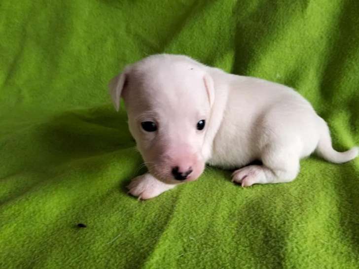 À réserver, 5 chiots Jack Russell Terrier (LOF)