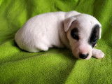 À réserver, 5 chiots Jack Russell Terrier (LOF)