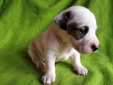À réserver, 5 chiots Jack Russell Terrier (LOF)