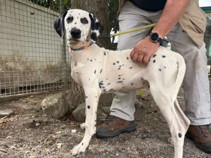 À vendre, 2 chiots Dalmatiens LOF