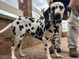 À vendre, 2 chiots Dalmatiens LOF