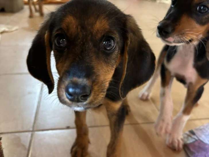 Alicia, chiot femelle à adopter
