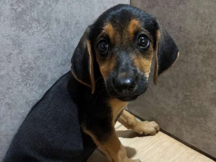 Saga, chiot femelle à adopter