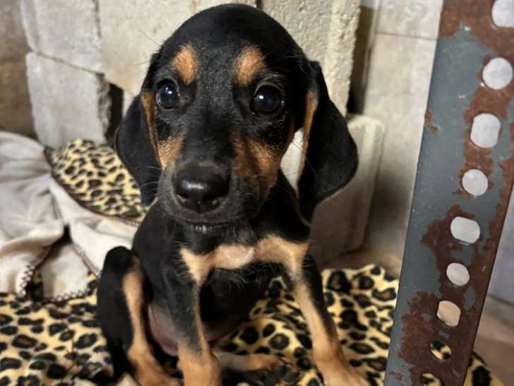 Lalo, chiot mâle à adopter