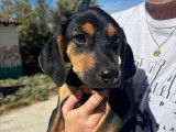 Lalo, chiot mâle à adopter