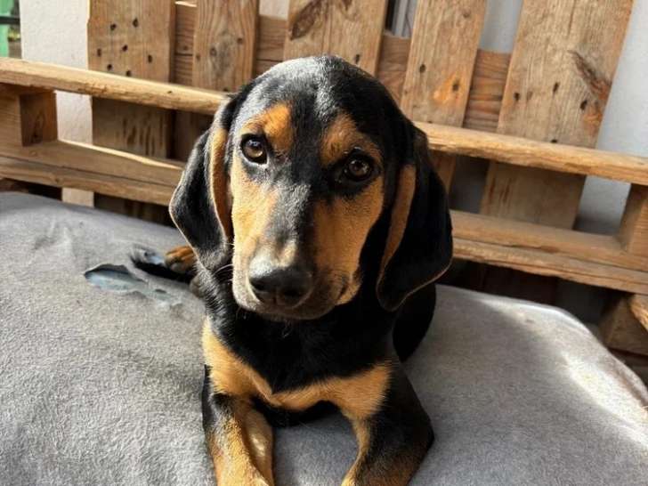 Lalo, chiot mâle à adopter