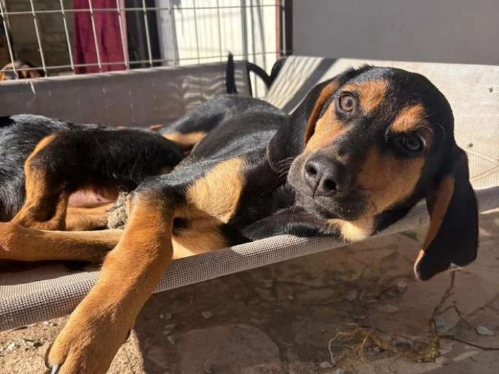 Lalo, chiot mâle à adopter